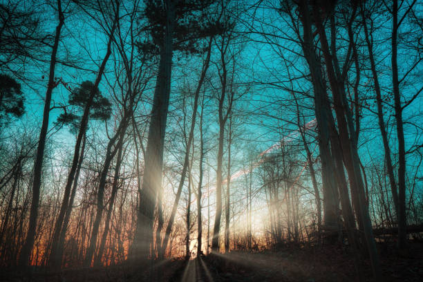 Sunrise in the middle of the forest between the bare trees