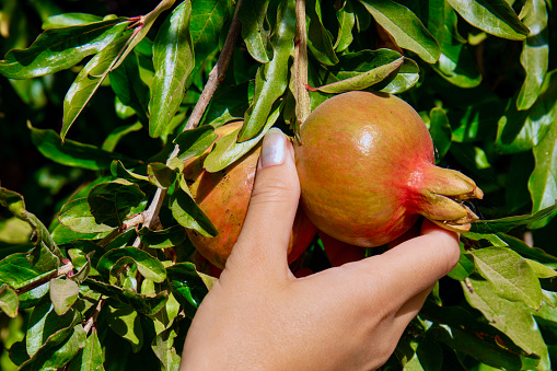 Picking delicious pomegranate directly from the tree, hand grabbing it.\nPlease see also my other food and fruit pictures!