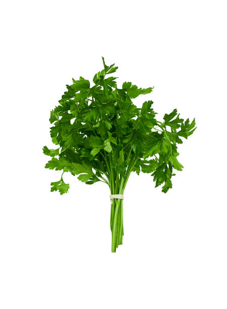 istock Bunch of green parsley 1313131579