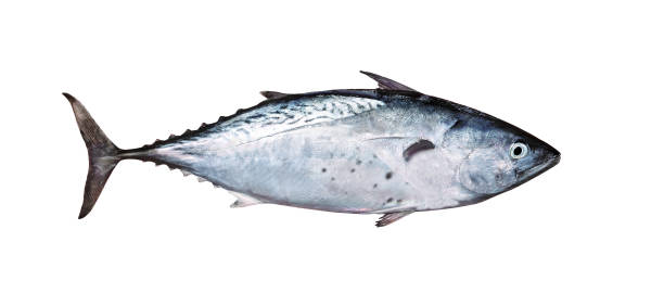 istock Tuna fish isolated on white. Blue fin tuna 1313131581