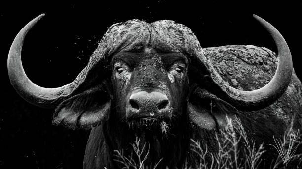 istock African buffalo bull 1313132410