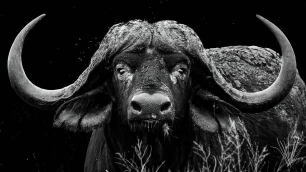 African buffalo bull Monochrome portrait of a large African buffalo bull with impressive horns kruger national park photos stock pictures, royalty-free photos & images