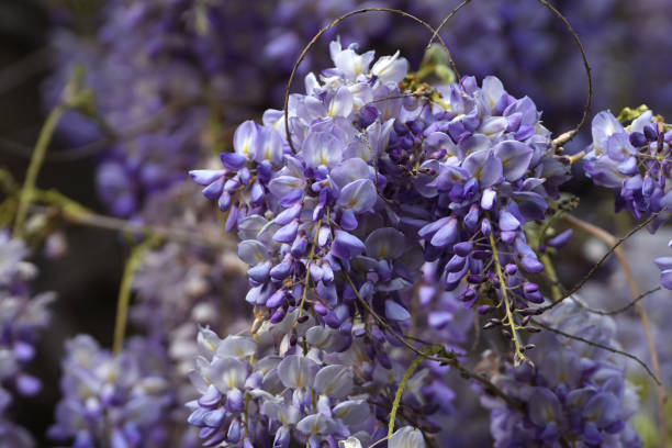 istock Beautiful violet wisteria in bloom, selective focus. 1313133871