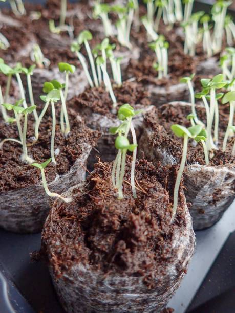 istock Seedlings growing in a tray #2 1313134165