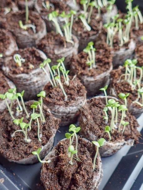 istock Seedlings growing in a tray 1313134169