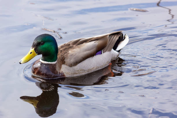 istock Graceful mallard drake swims in dark water with ripples 1313134904