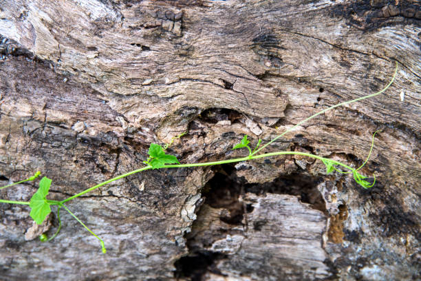 istock Grungy old tree trunk and bindweed sprout. Weathered tree trunk in the forest. Fresh green sapling over old tree texture. 1313134944