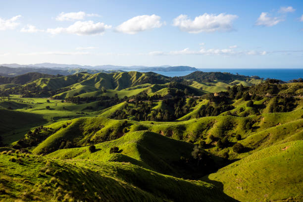 Rolling hills Farmland in the north of New Zealand northland new zealand stock pictures, royalty-free photos & images