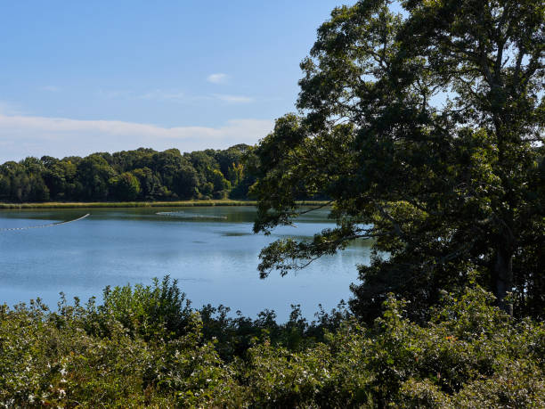 scena di salt pond a cape cod national seashore, massachusetts, usa - cape cod new england sea marsh foto e immagini stock