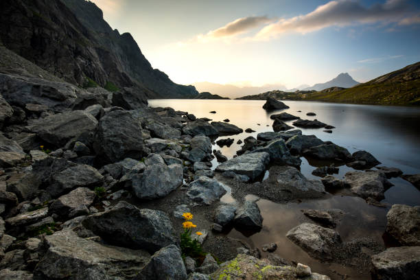 istock Flowers in rocky terrain 1313135201