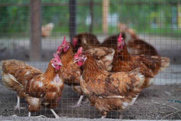 Chicken farm. Hen house for feeding and egg hatching. Common chicken farm in Thailand stock photo