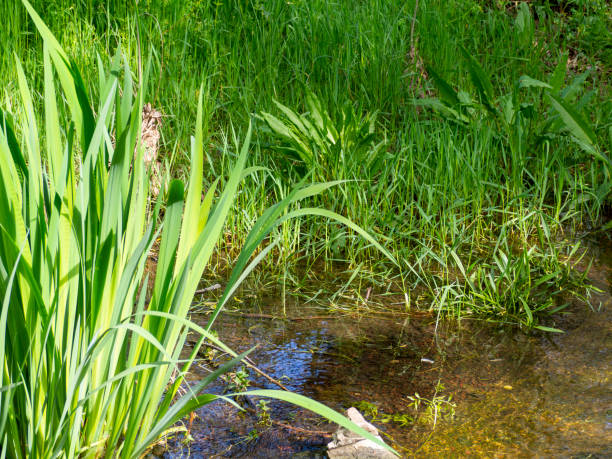 istock Water from a spring flowing in a relaxing way among aquatic flowers. 1313138297