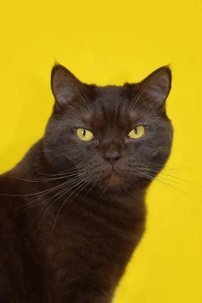 istock cat, british breed, chocolate color 1313140698