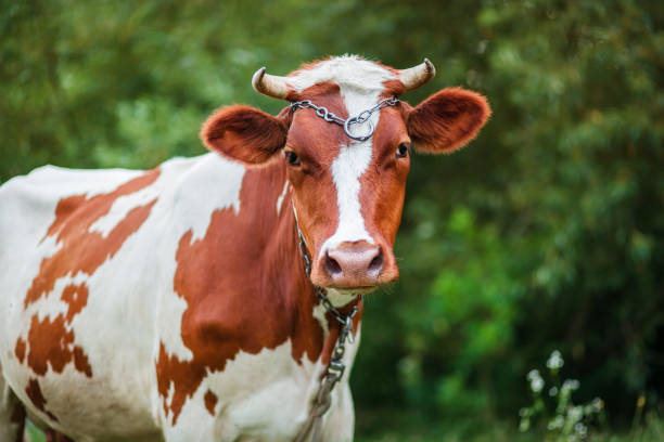 대형 낙농가의 초��원에서 방목하는 에어셔 낙농소의 클로즈업. - ayrshire cattle 뉴스 사진 이미지