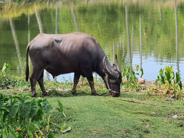 istock a buffalo eating grass in the field 1313141277
