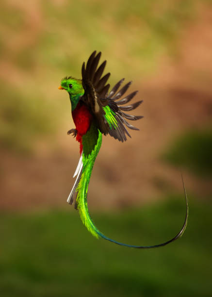 Quetzal - Pharomachrus mocinno male - bird in the trogon family, found from Chiapas, Mexico to western Panama, well known for its colorful plumage, eating wild avocado. Flying green nesting bird. stock photo
