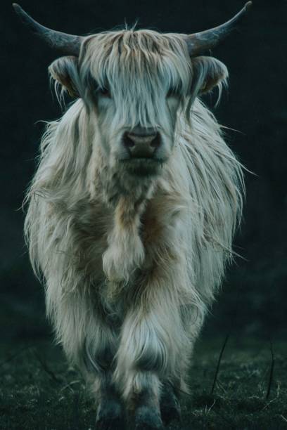 istock Scotland Wildlife 1313143942