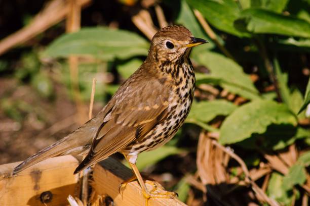 istock Scotland Wildlife 1313144305