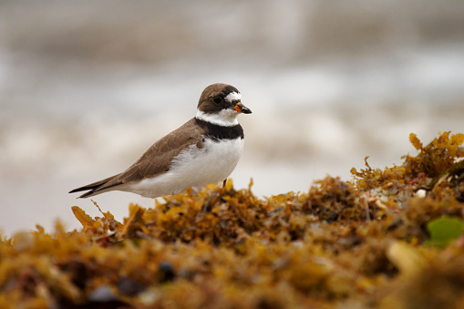 Semipalmated Plover - Charadrius semipalmatus is  small plover, wading bird, breeding across northern Canada and Alaska, winter in coastal areas of the United States, the Caribbean and South America.