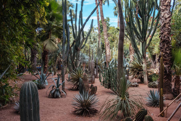 istock Different kinds of Cactus at an open garden Marocco 1313144635