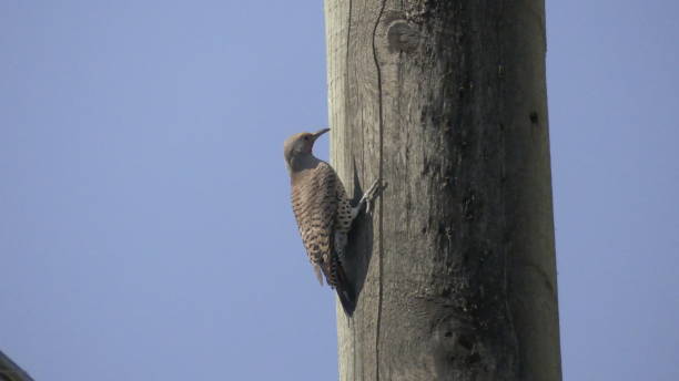 istock Woodpeckers are annoying 1313144666