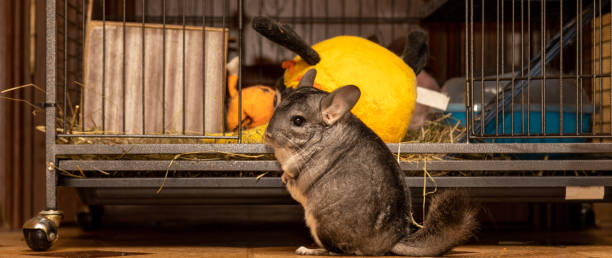 chinchilla sits at the entrance to his cage stock photo