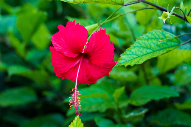 istock Lone Flower in Turks and Caicos 1313145824
