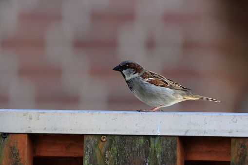 a sparrow sits on the fence cover