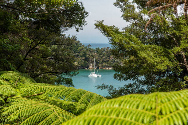 hiking the famous abel tasman national park, new zealand - abel tasman national park imagens e fotografias de stock