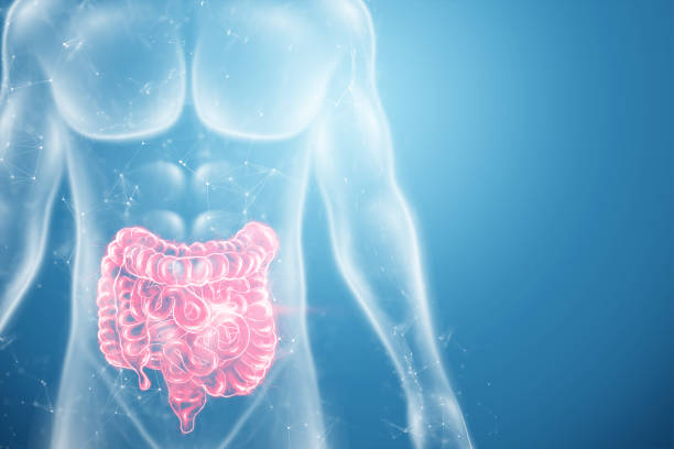 A holographic projection of a red irritable bowel scan with medical data. The concept of abdominal pain, bowel problems, constipation, modern medicine.3D illustration, 3D render. A holographic projection of a red irritable bowel scan with medical data. The concept of abdominal pain, bowel problems, constipation, modern medicine.3D illustration, 3D render intestine stock pictures, royalty-free photos & images