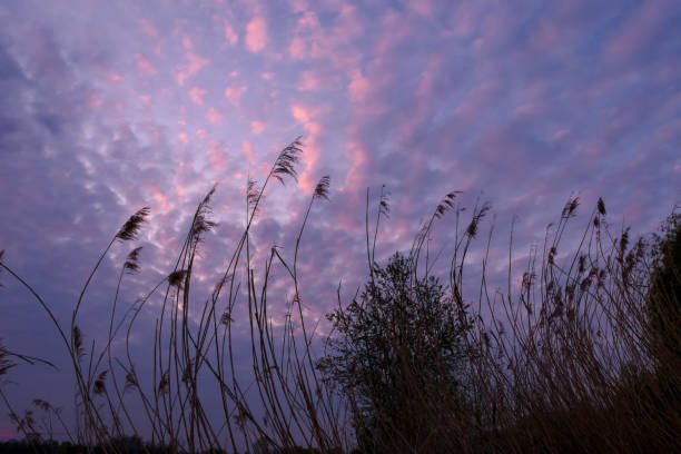 Blue sky with pink clouds in the background. Rural scene.