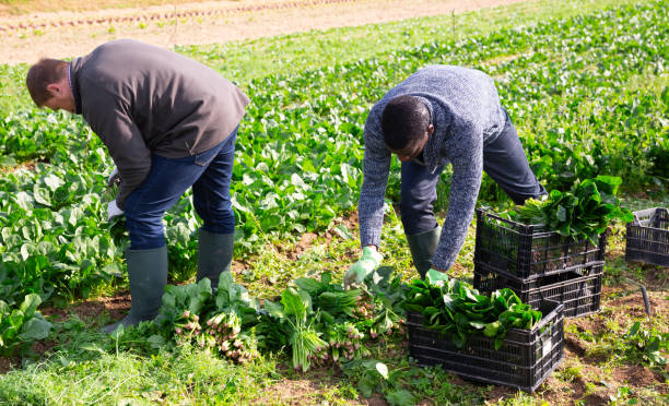 istock Hired workers harvest spinach on a plantation 1313150568