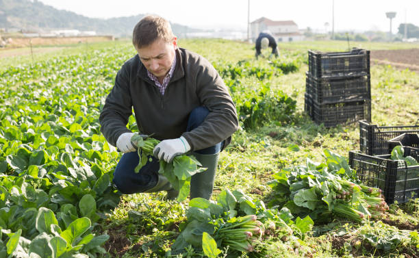 istock Male gardener harvests spinach on plantation 1313150577