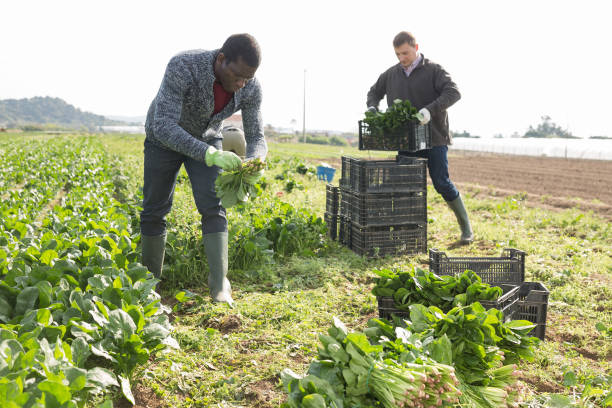 istock Workers clean ripe spinach and put in boxes on field 1313150591