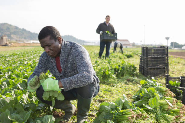 istock Afro-american man harvesting spinach in a plastic box 1313150598
