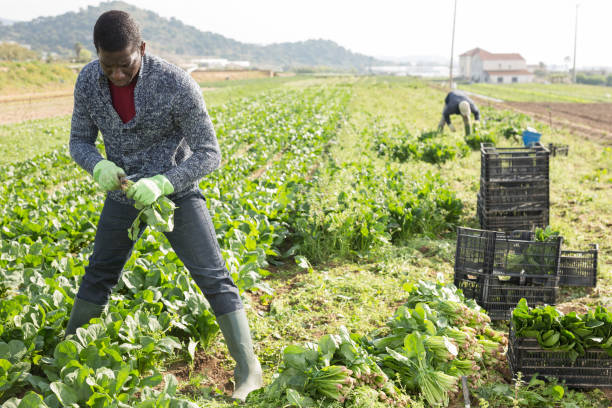 istock African-american worker cleans spinach on plantation 1313150615