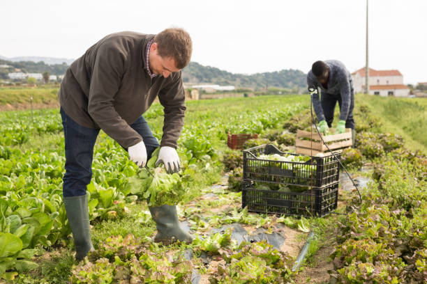 istock Lettuce harvesting process on the plantation 1313150621