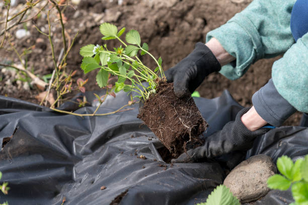 istock Planting strawberries in home garden 1313150712