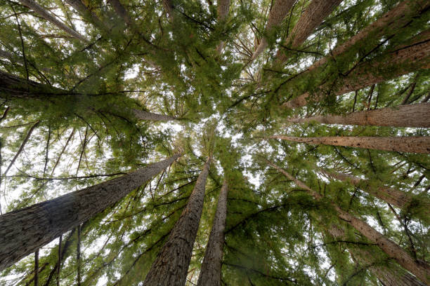 istock Circle of Coast Redwoods 1313151609