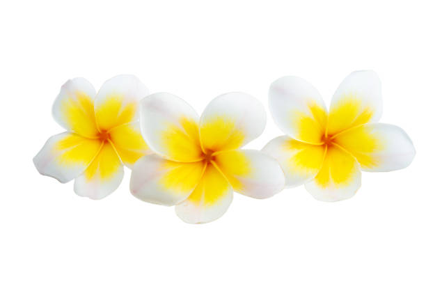 istock plumeria flowers isolated 1313152445