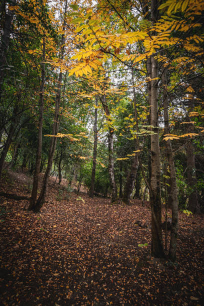 quiet path with trees in autumn in bariloche, argentine patagonia - tree patagonia autumn green imagens e fotografias de stock