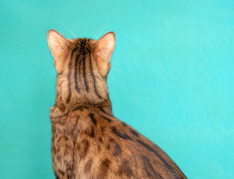 Bengal cat on a green background in the studio, rear view.