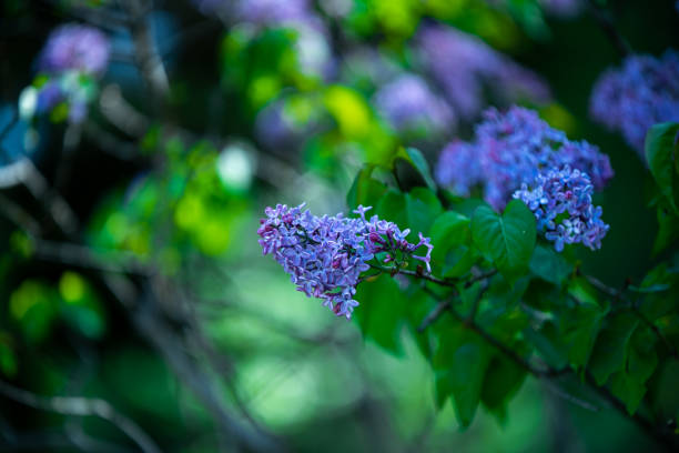 istock birds and flowers 1313153530