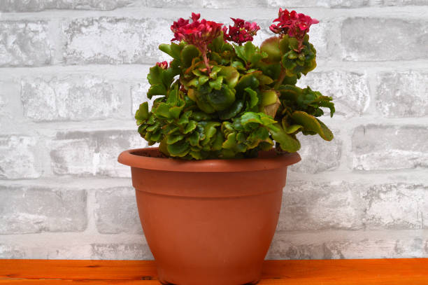 istock Kalanchoe Flower 1313153899