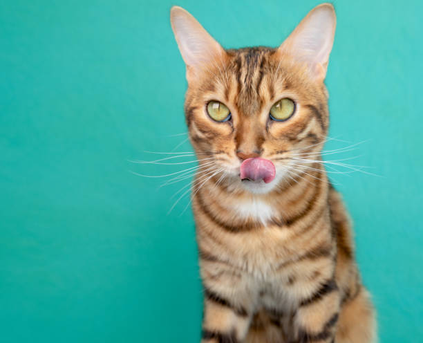 istock Bengal cat licks after eating, isolated on green background, studio shot 1313154605