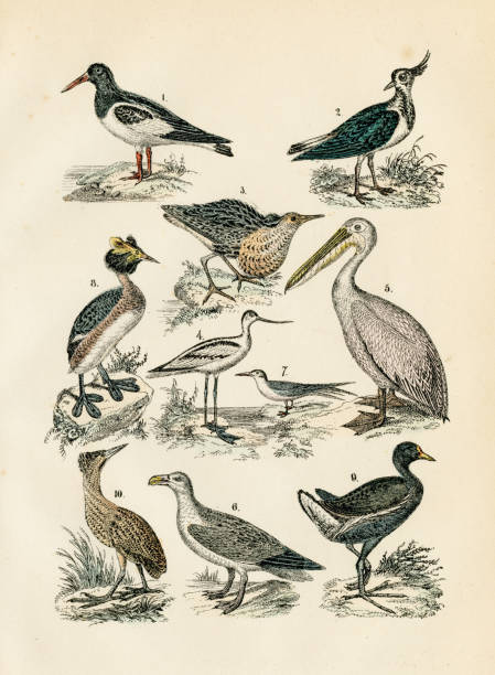 Shore Birds:  avocet, oystercatcher, pelican, lapwing, ruff, tern engraving 1872 Martin's natural history for the youth 1872 philomachus pugnax stock illustrations