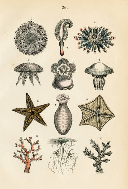 illustrations, cliparts, dessins animés et icônes de étoiles de mer, coraux, anémones de mer gravure 1872 - etching starfish engraving engraved image