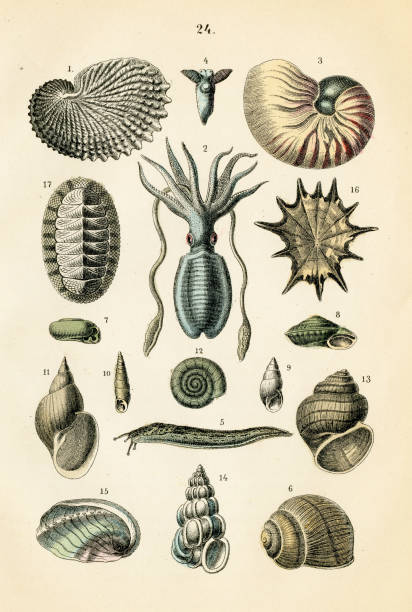 ilustrações, clipart, desenhos animados e ícones de caracol marinho, gastropodes, gravura de lulas em 1872 - sea snail