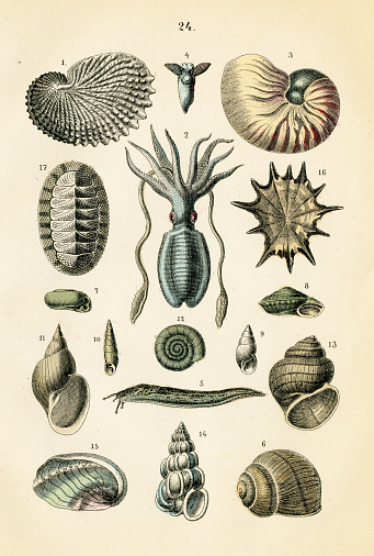 Martin's natural history for the youth 1872