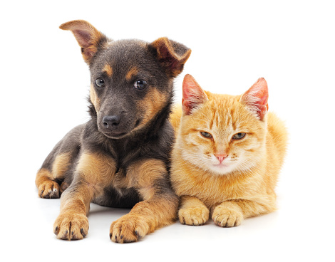 A cat and a dog lie together on the bed. Pets sleeping on a cozy gray plaid. The care of animals. Love and friendship of a kitten and a puppy.